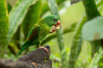 Orange-chinned Parakeet - eating, Costa Rica
