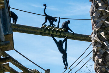 Obraz premium Monkeys climbing on a rope in a zoo. A group of monkeys on a rope.