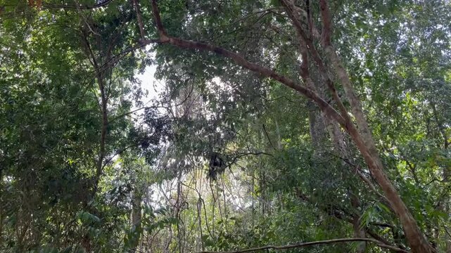 Spider monkey shakes the branch of a tree vigorously to scare away a possible threat