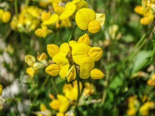 Bird's-foot-trefoil in the summer. Lotus corniculatus
