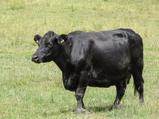 Black angus cow in the meadow