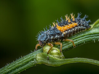 Ladybug larva on green leaf
