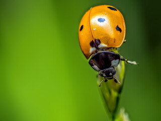 Ladybird on green leaf