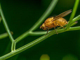 A tiny fly called sapromyza opaca on a green plant
