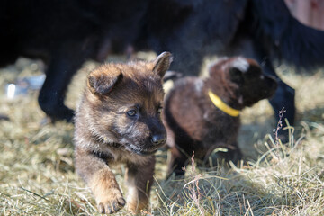 Beautiful German Shepherd puppies playing in their enclosure on a sunny spring day on a farm in Skaraborg Sweden