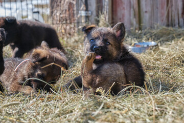 Beautiful German Shepherd puppies playing in their enclosure on a sunny spring day on a farm in Skaraborg Sweden