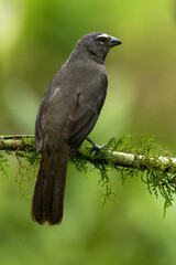 Greyish or grayish saltator, Saltator coerulescens, single bird on branch, Costa Rica