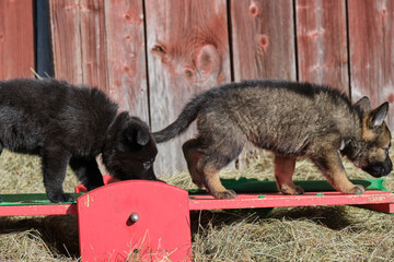 Beautiful German Shepherd puppies playing in their enclosure on a sunny spring day on a farm in Skaraborg Sweden