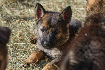 Beautiful German Shepherd puppies playing in their enclosure on a sunny spring day on a farm in Skaraborg Sweden