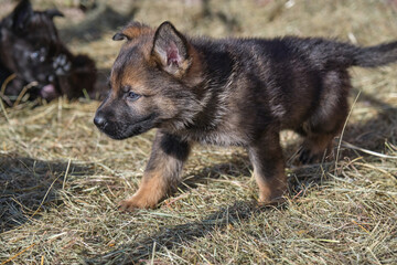 Beautiful German Shepherd puppies playing in their enclosure on a sunny spring day on a farm in Skaraborg Sweden