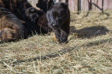 Beautiful German Shepherd puppies playing in their enclosure on a sunny spring day on a farm in Skaraborg Sweden