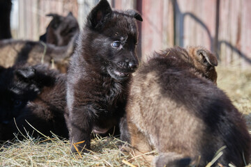 Beautiful German Shepherd puppies playing in their enclosure on a sunny spring day on a farm in Skaraborg Sweden