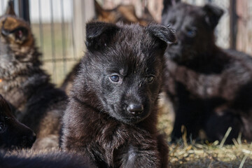 Beautiful German Shepherd puppies playing in their enclosure on a sunny spring day on a farm in Skaraborg Sweden