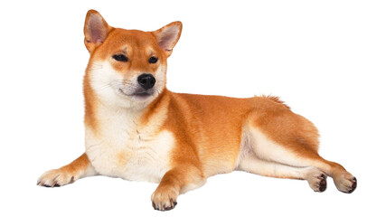isolate portrait red shiba inu on white background, For use in illustrations, Background image or copy space.
