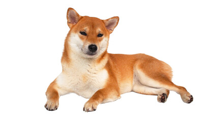 isolate portrait red shiba inu on white background, For use in illustrations, Background image or copy space.
