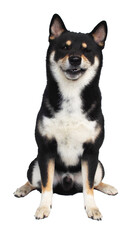 isolate portrait black and tan shiba inu on white background, For use in illustrations, Background image or copy space.