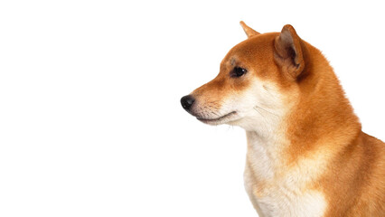 isolate portrait red shiba inu on white background, For use in illustrations, Background image or copy space.
