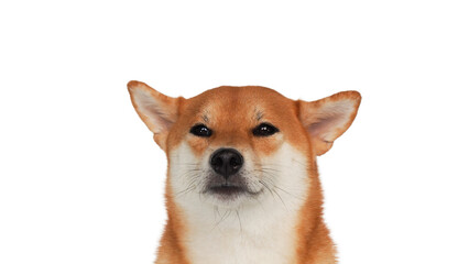 isolate portrait red shiba inu on white background, For use in illustrations, Background image or copy space.
