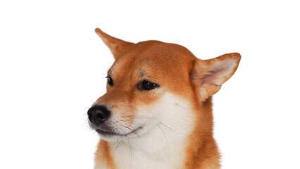 isolate portrait red shiba inu on white background, For use in illustrations, Background image or copy space.
