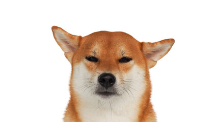 isolate portrait red shiba inu on white background, For use in illustrations, Background image or copy space.
