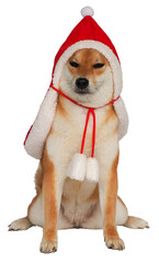 isolated shiba inu in Christmas costume, new year costume, Santa Claus costume on white background
