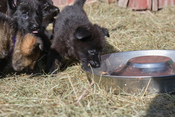 Beautiful German Shepherd puppies playing in their enclosure on a sunny spring day on a farm in Skaraborg Sweden