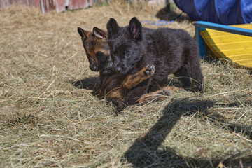 Beautiful German Shepherd puppies playing in their enclosure on a sunny spring day on a farm in Skaraborg Sweden