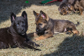 Beautiful German Shepherd puppies playing in their enclosure on a sunny spring day on a farm in Skaraborg Sweden