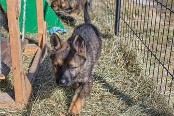 Beautiful German Shepherd puppies playing in their enclosure on a sunny spring day on a farm in Skaraborg Sweden