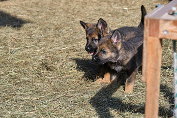 Beautiful German Shepherd puppies playing in their enclosure on a sunny spring day on a farm in Skaraborg Sweden