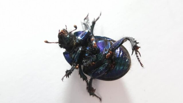 Varroa mite on a wild beetle