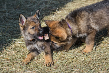 Beautiful German Shepherd puppies playing in their enclosure on a sunny spring day on a farm in Skaraborg Sweden