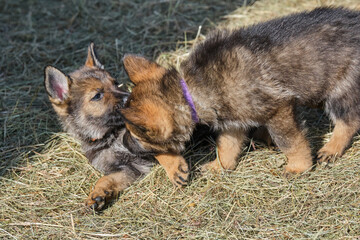 Beautiful German Shepherd puppies playing in their enclosure on a sunny spring day on a farm in Skaraborg Sweden