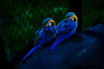Blue Parrot