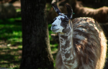llama