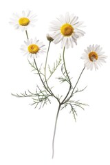 Close-up of colorful flowers arranged on a white background, ideal for use in still life photography or as a decorative element