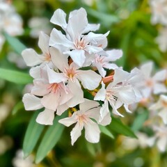 Oleander flowers blooming in Corfu park in Ionian Islands, Greece 