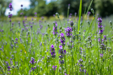 Obraz premium Romantic lavender landscape on summer sun light. Eco farming of lavender