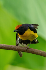 Beautiful Tawny-capped Euphonia (Euphonia anneae) perched on a tree branch.