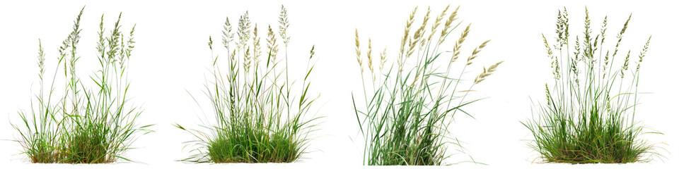 Collection of Nature tall meadows grass isolated on transparent or white background