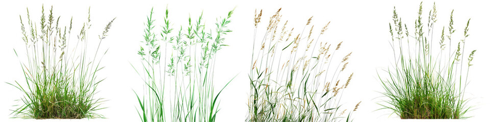 Collection of Nature tall meadows grass isolated on transparent or white background