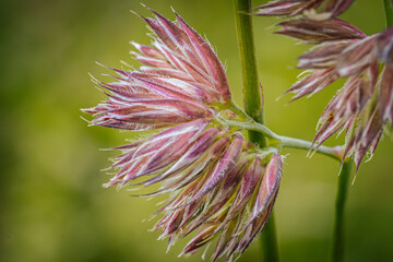 Detailed close-up of red grass seed heads set against a lush green background. The image highlights the intricate details of the seed heads and surrounding foliage.