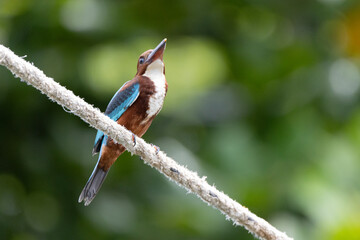 Sri Lankan kingfisher on a rope near the water