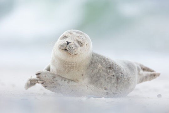 Cute smiling seal pup with closed eyes on a white sandy beach in Northern Germany with light blurred background