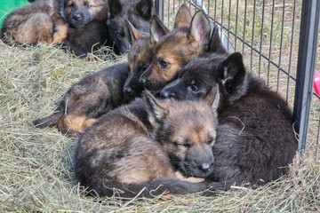 Beautiful German Shepherd puppies playing in their enclosure on a sunny spring day on a farm in Skaraborg Sweden