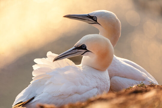 Fototapeta Beautiful northern gannet couple at sunset in orange light with blurred background