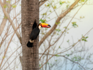Tukan, Tropen, Nest, Urwald, Südamerika, Bolivien, Artenvielfalt, Nachwuchs, Jungel, Vogel © Jonatan