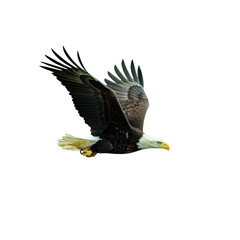 Obraz premium eagle as element in isolated white background