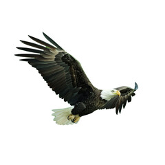 Fototapeta premium eagle as element in isolated white background