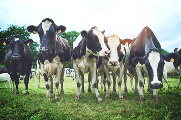 Cows, field and agriculture of livestock with meat, beef and protein production on free range farm. Cattle or animals grazing in grass for food supply chain, dairy or milk industry in Texas, USA